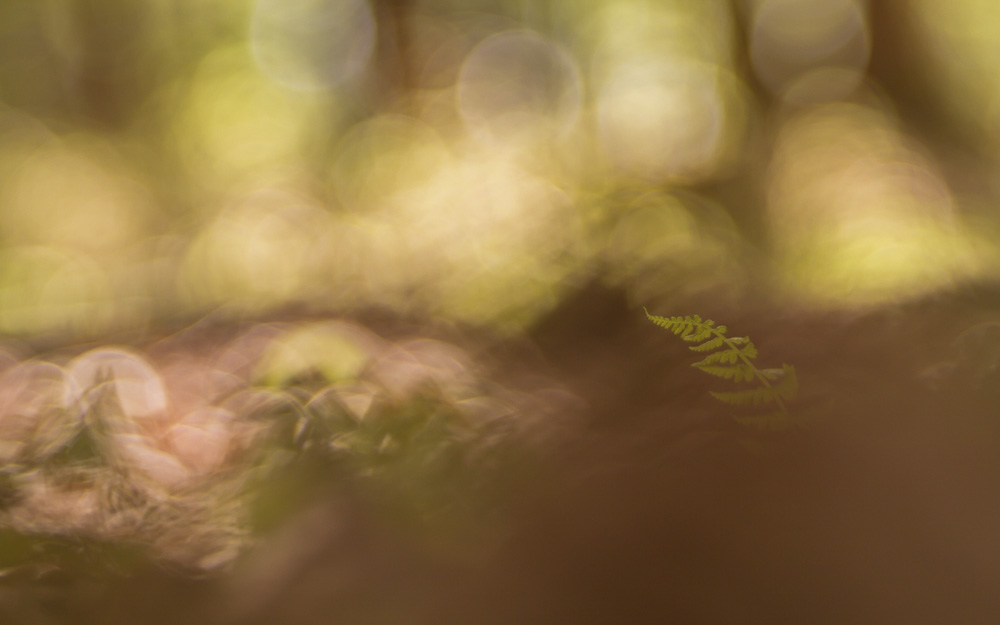 Platz 8 Sieglinde Senser